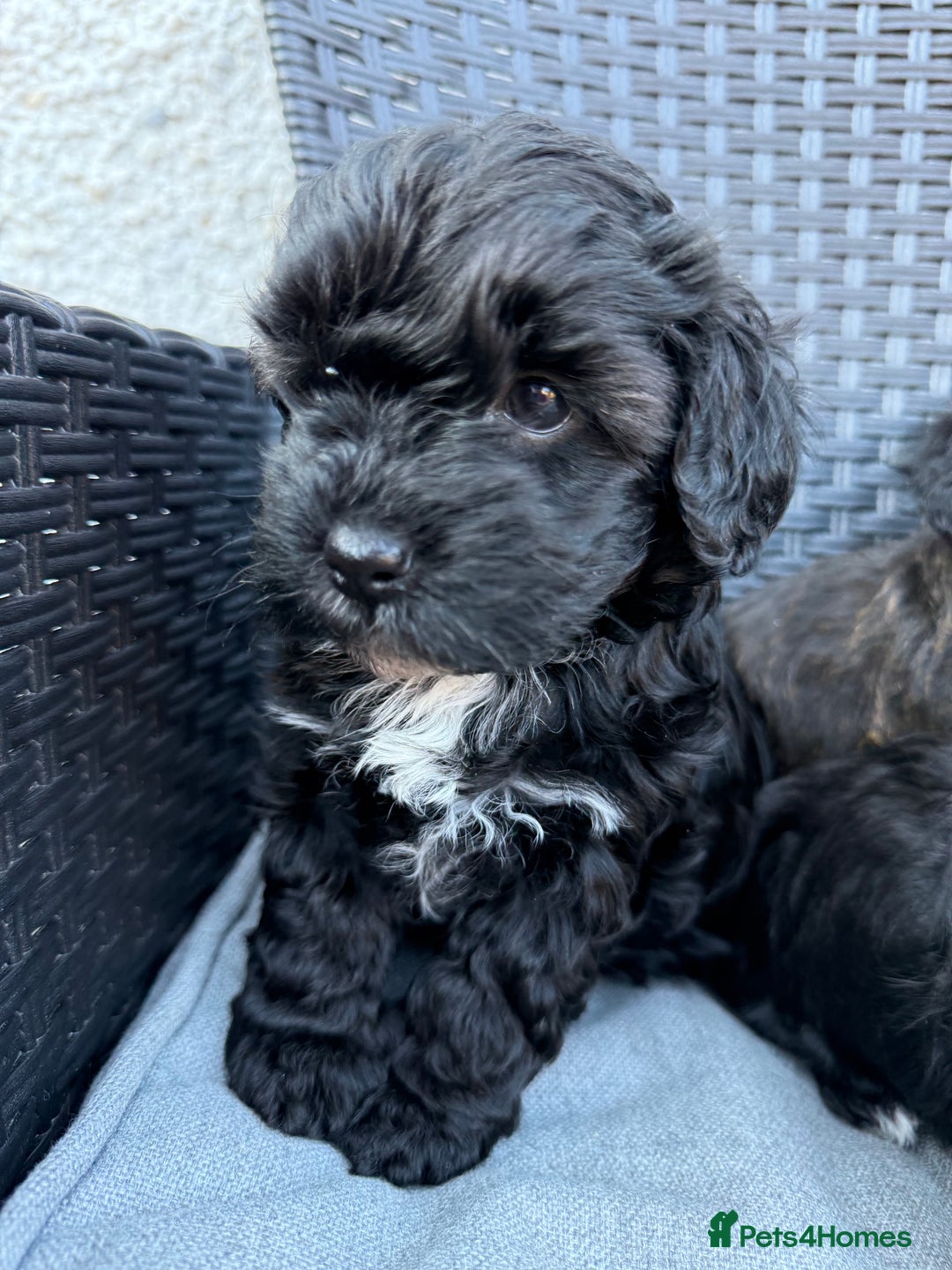 Yorkshire Terrier dogs for sale: Yorkies  - Image 20
