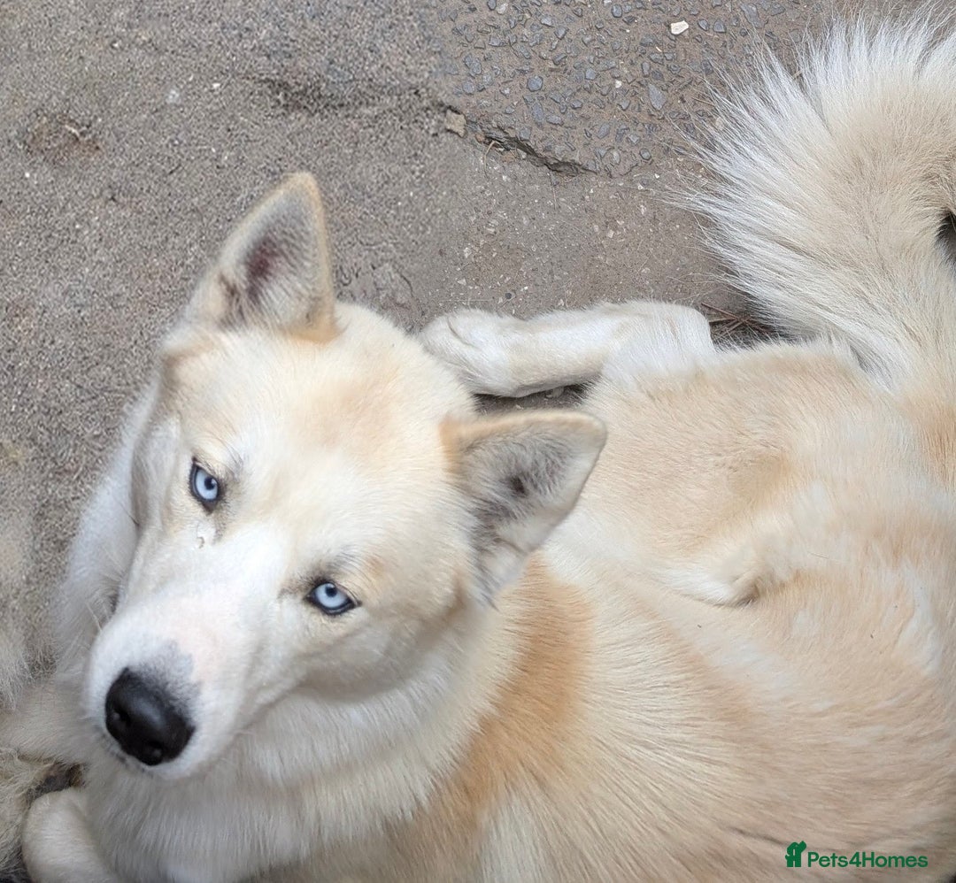 Siberian Husky dogs for sale: Male husky 23months old - Advert 3