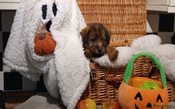 Mixed Breed dogs for sale: Stunning Norfolk terrier x jrt  - Image 2