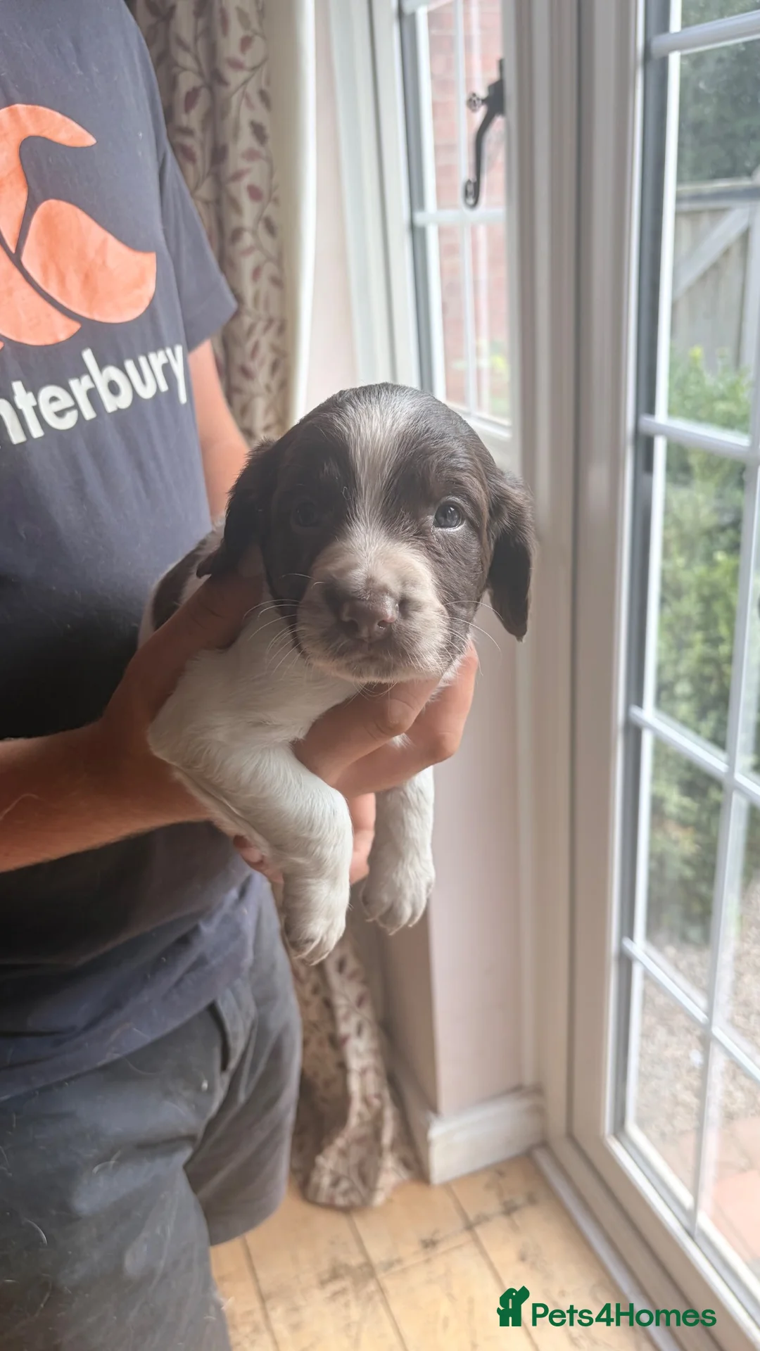English Springer Spaniel dogs for sale: Working English Springer Spaniels  - Advert 8