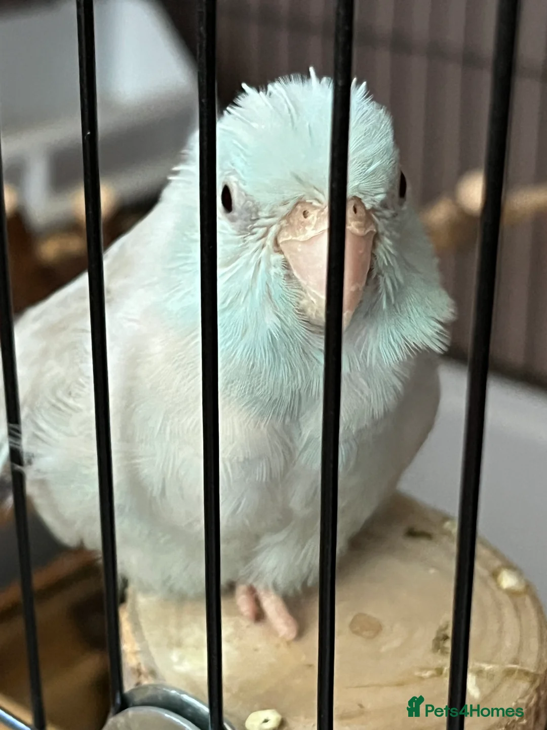 Parrots birds for sale: Disabled parrotlet with huge personality - Advert 3