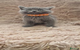Scottish Fold cats for sale: Scottish fold british shorthair - Image 9