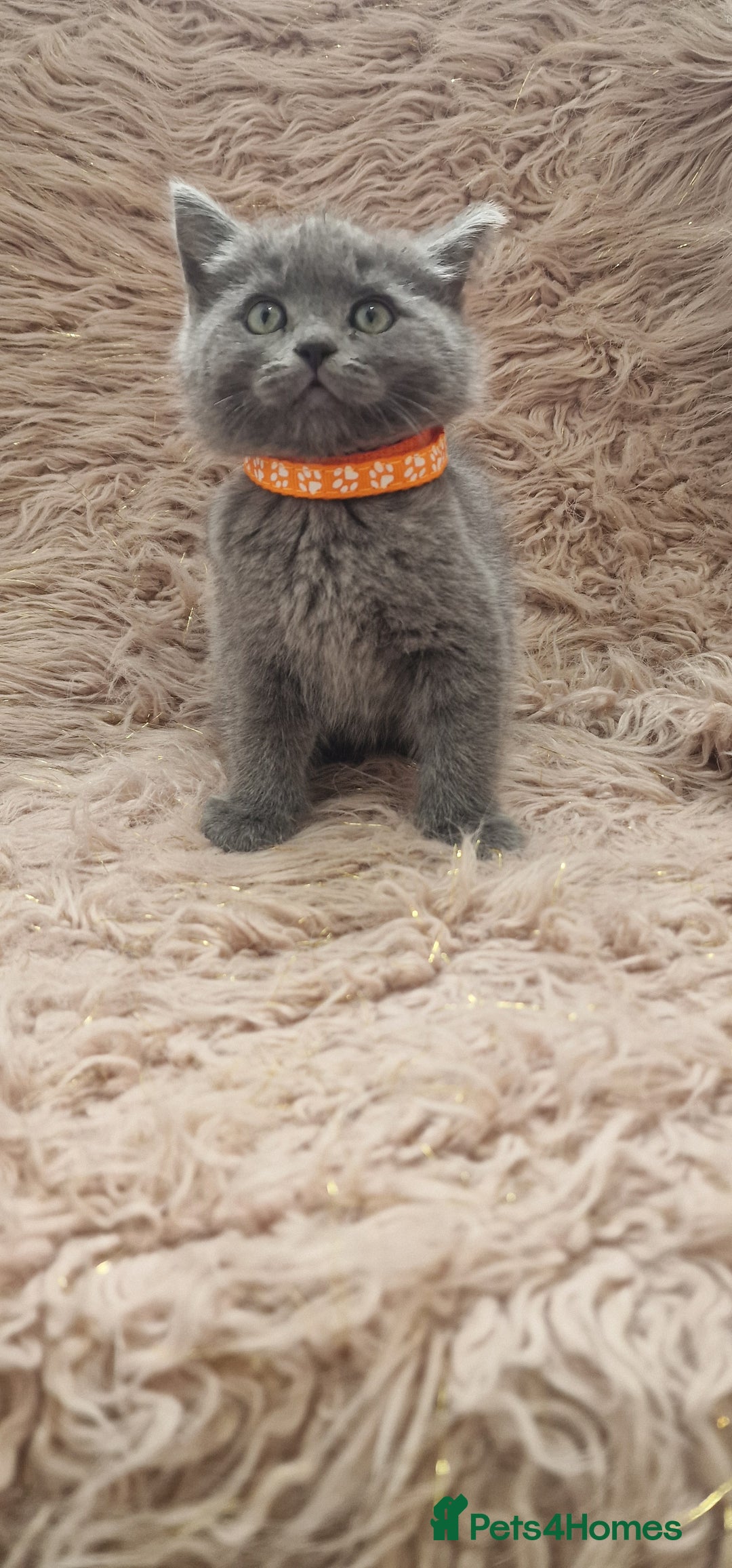 Scottish Fold cats for sale: Scottish fold british shorthair - Image 9