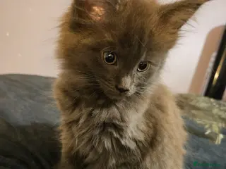 Maine Coon cats NEW PICS GCCF registered Blue Maine coon litter - Advert 7