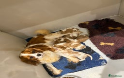 Cavalier King Charles Spaniel dogs for sale: DNA Kc reg cavalier King Charles puppies for sale  - Image 6