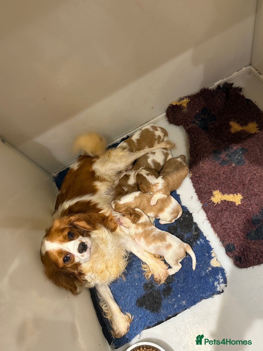Cavalier King Charles Spaniel dogs for sale: DNA Kc reg cavalier King Charles puppies for sale  - Image 6