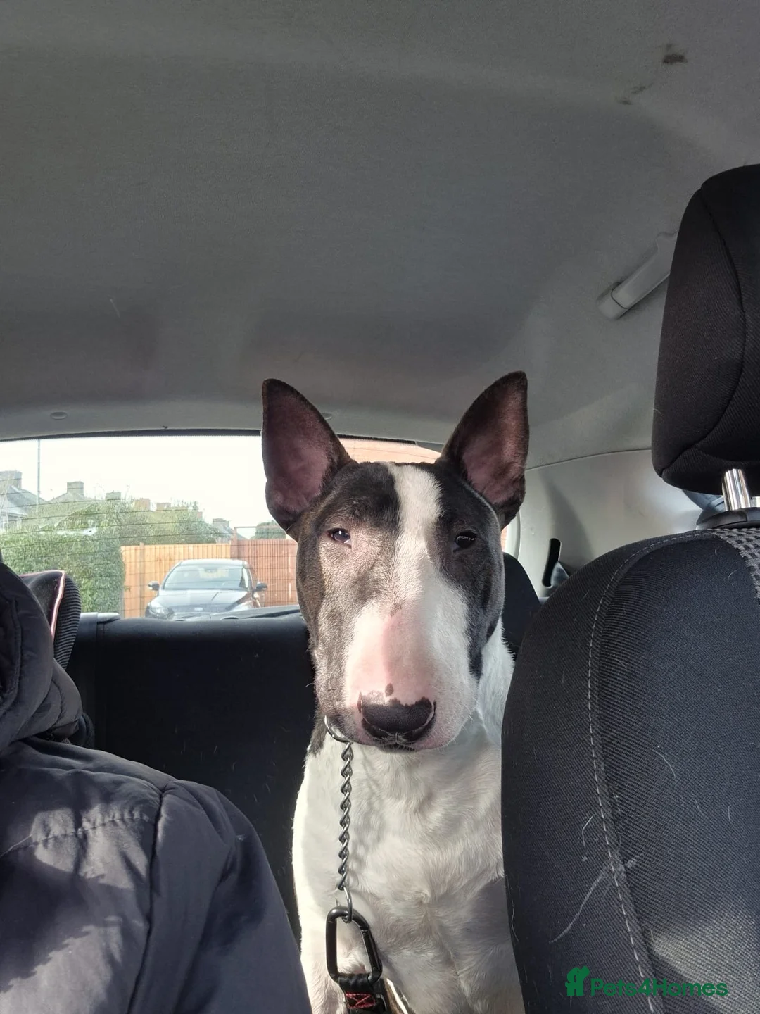 English Bull Terrier dogs for stud: Handsome English bull terrier CRUFTS QUALIFIER in Croydon - Advert 5