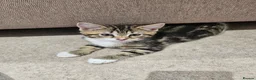 Domestic Shorthair cats for sale: Adorable kittens -Hayling island  - Advert 4