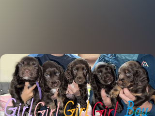 Cocker Spaniel dogs Beautiful Cocker Spaniel Puppies - Advert 2