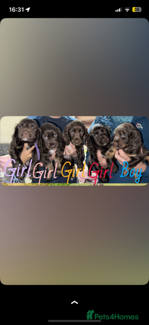 Cocker Spaniel dogs Beautiful Cocker Spaniel Puppies - Advert 1