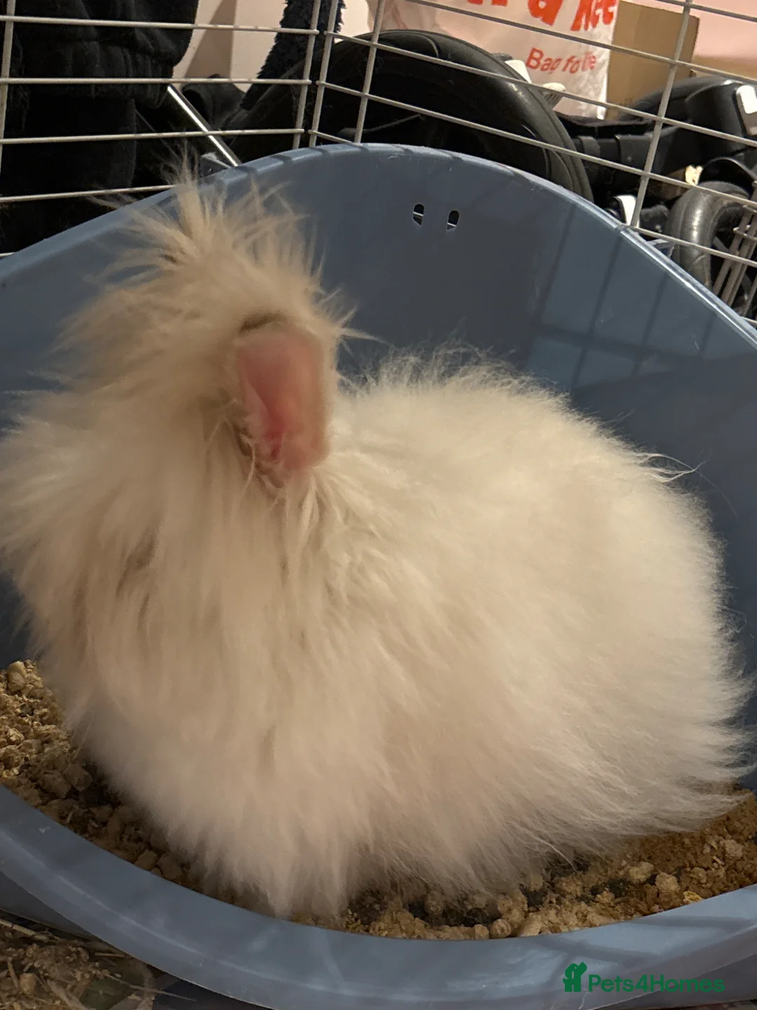 Mixed Breed rabbits for sale: Little fluffy Teddydwarf looking for a new home in Guildford - Advert 2