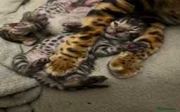 Bengal cats for sale: 2 Brown 2 Snow Lynx Bengals - Image 8
