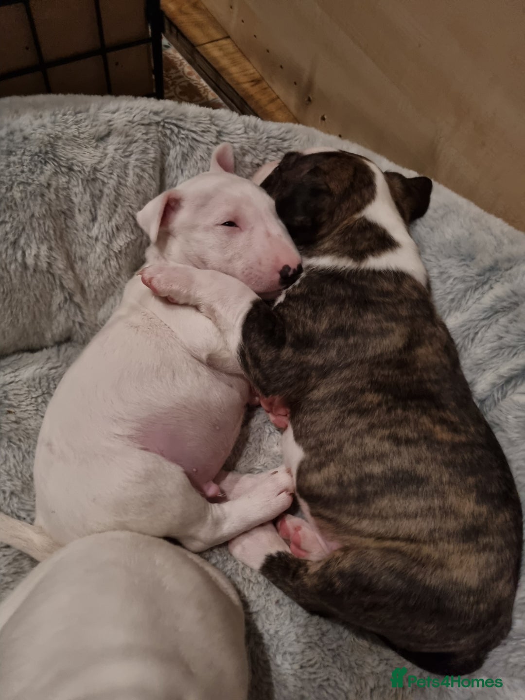 English Bull Terrier dogs for sale: Beautiful k.c reg bully pups  - Image 5
