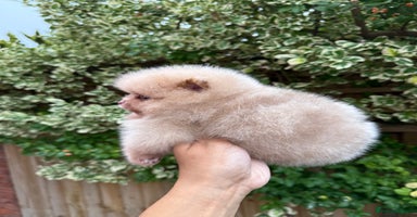 Pomeranian dogs - Advert 5