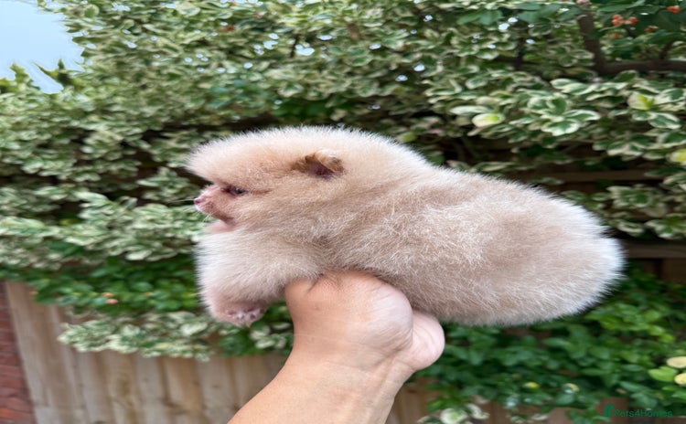 Pomeranian dogs - Advert 3