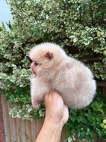 Pomeranian dogs - Advert 1