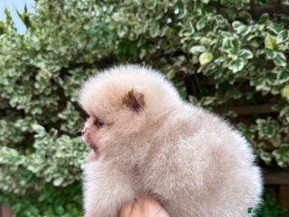 Pomeranian dogs - Advert 3