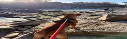 Rhodesian Ridgeback dogs for sale: Brodi - Advert 3