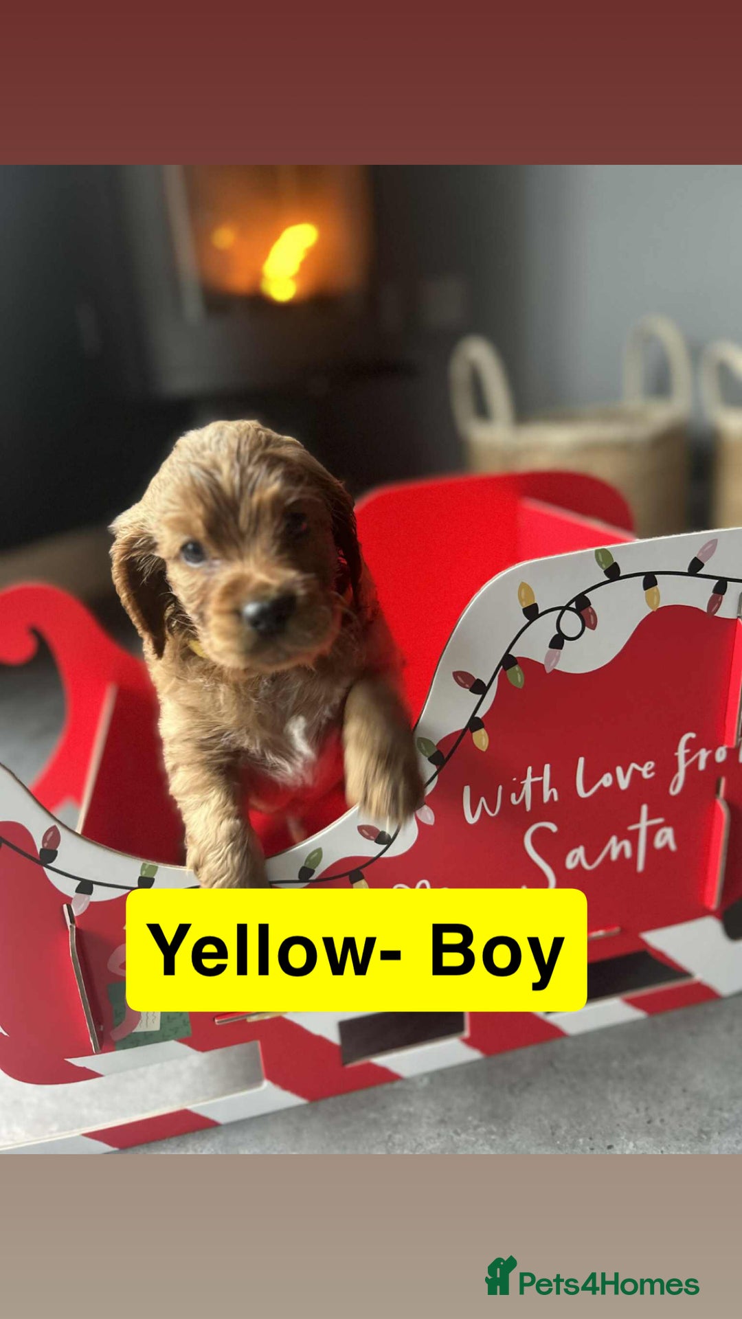 Cockapoo dogs for sale: F2 Cockapoo pups - Advert 24