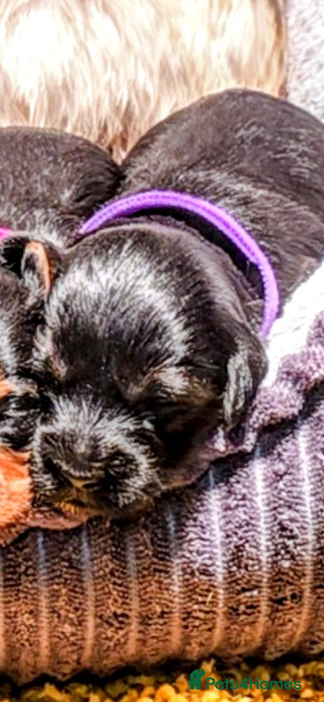 Yorkiepoo dogs for sale: GENUINE F1 YORKIEPOO PUPPIES  - Advert 22