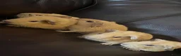 Guinea Pig rodents for sale: Baby guineas ready from 21/7/2026 - Advert 8