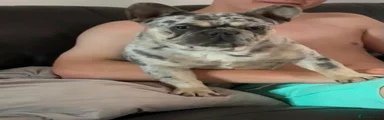 French bulldog 1&2