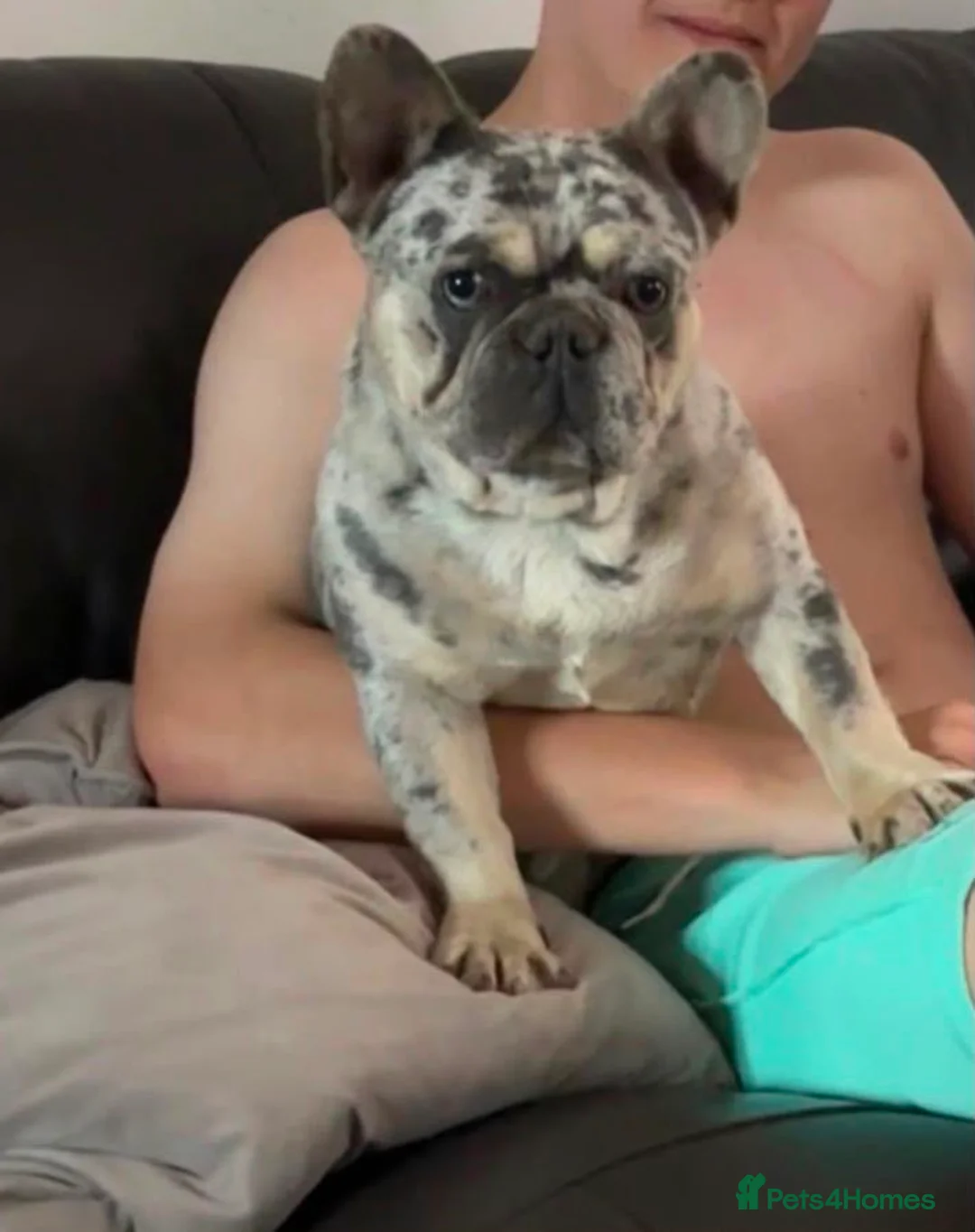 French Bulldog dogs for sale: French bulldogs  - Advert 2