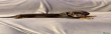Miniature Dachshund 2