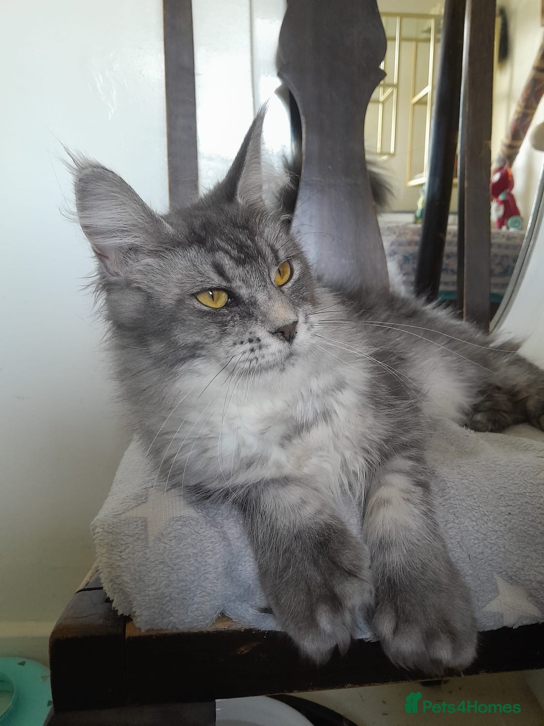 Maine Coon cats for sale: black silver ticked polydactyl girl TICA mainecoon - Advert 2
