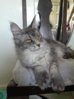 Maine Coon cats black silver ticked polydactyl girl TICA mainecoon - Advert 1