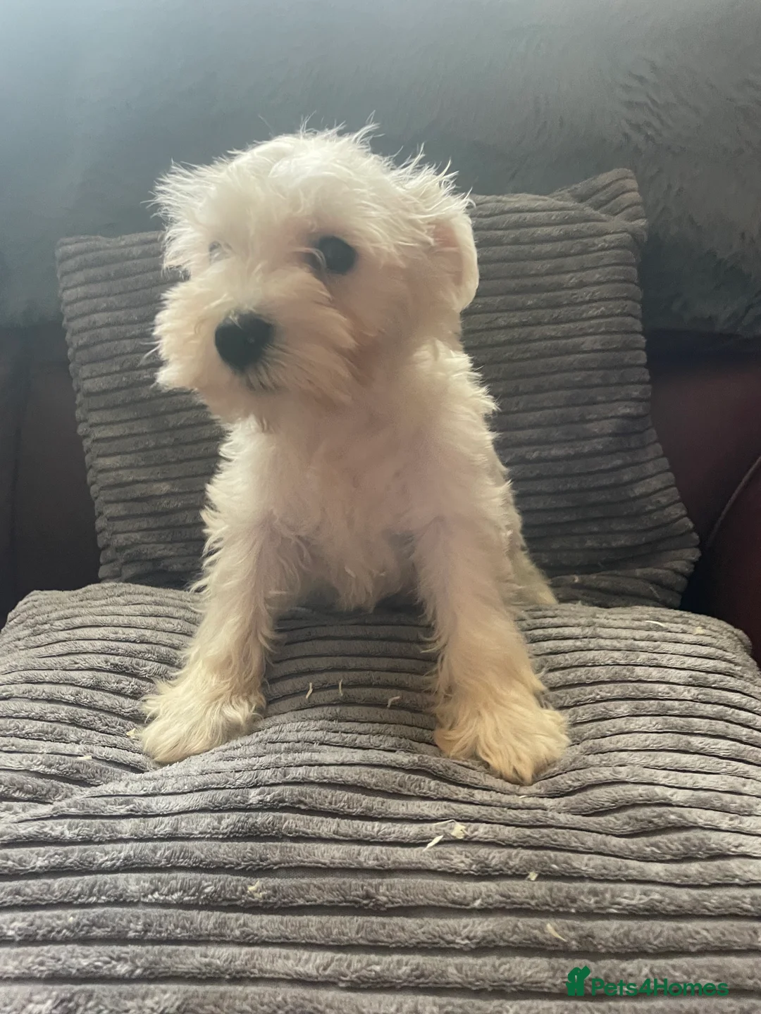 Miniature Schnauzer dogs for sale: Miniature schnauzer puppies  - Advert 3