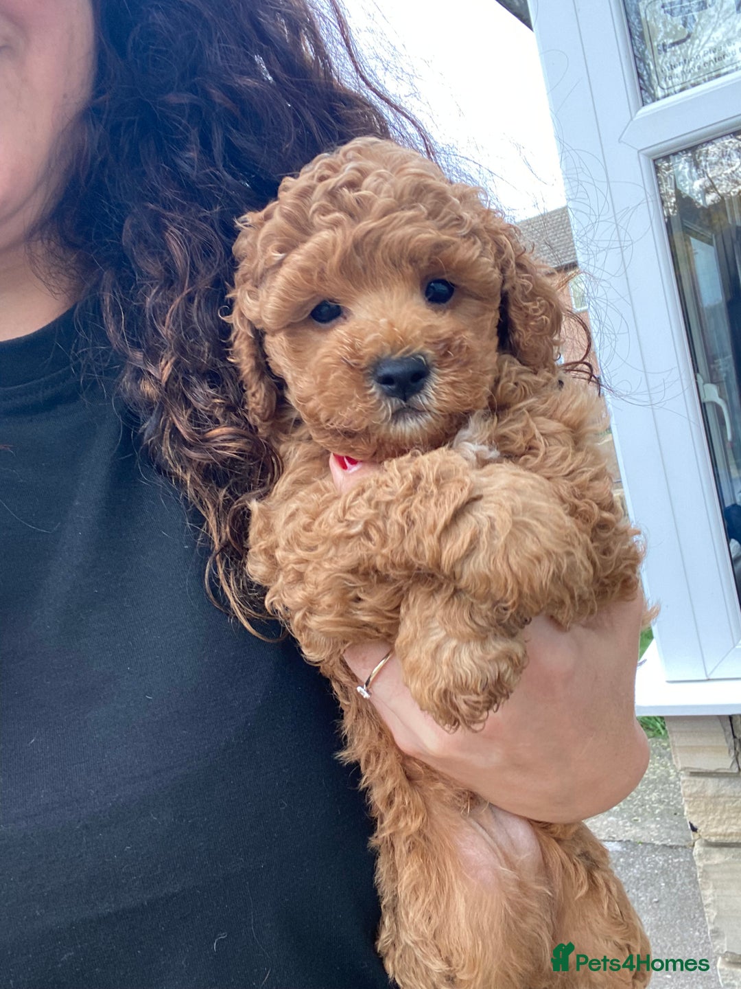 Cavapoochon dogs for sale: Cavapoochon  - Image 1