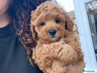 Cavapoochon dogs for sale - Advert 1