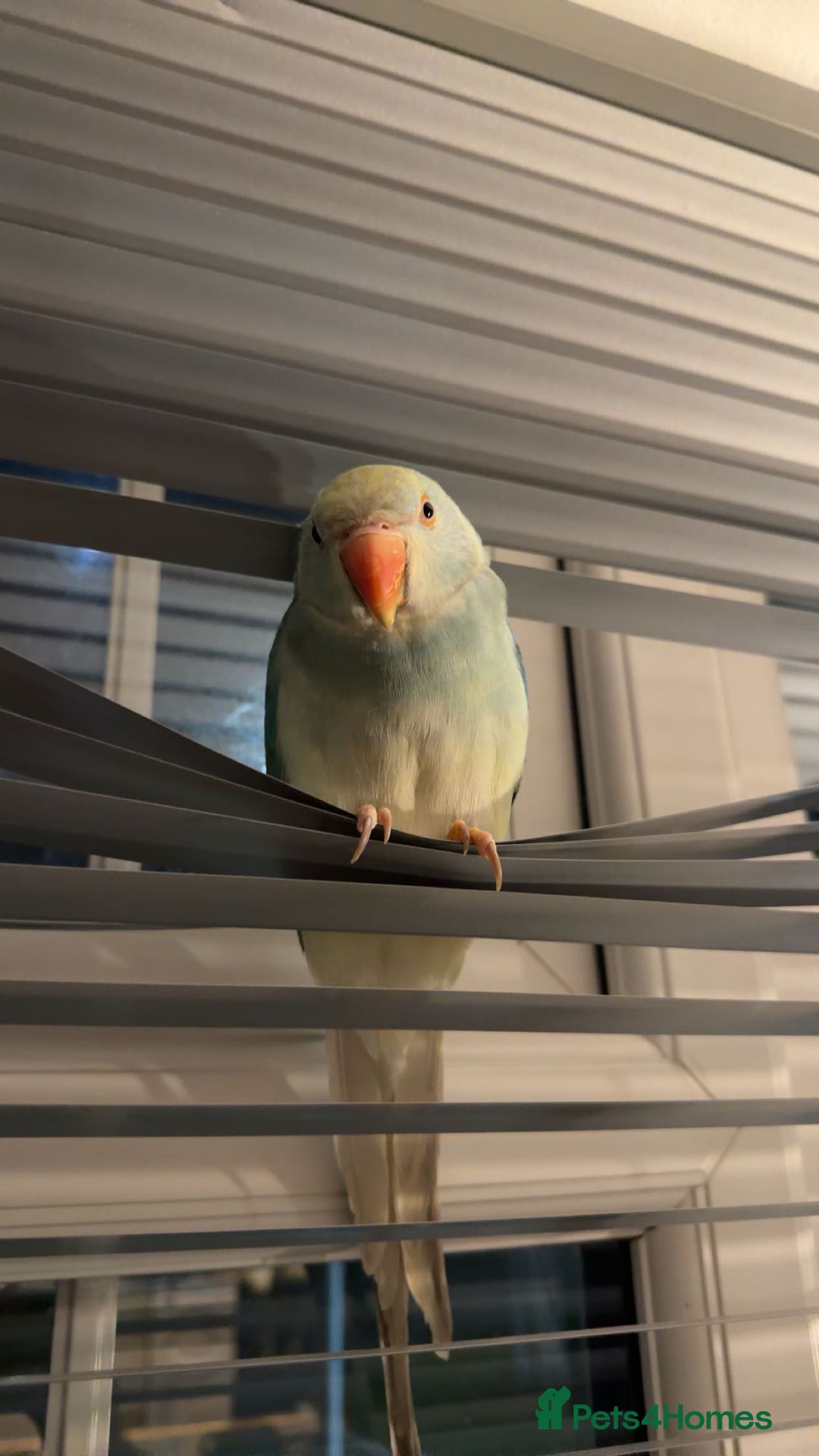 Ringnecks birds for sale: Blue Ringkneck  - Advert 2