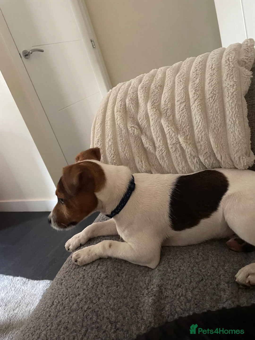 Jack Russell dogs for sale: Beautiful male JRT 6 months old  - Advert 2