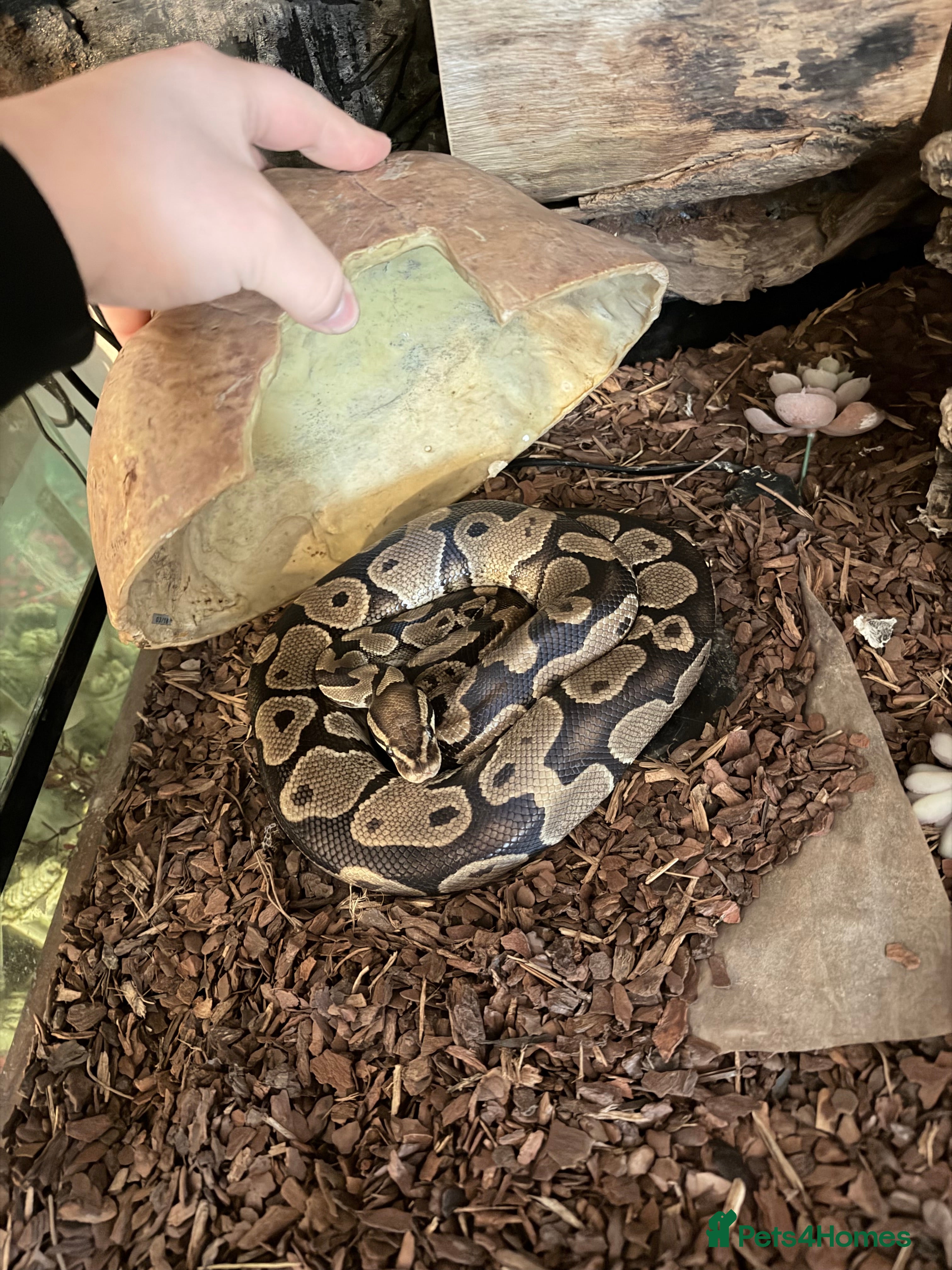 Python Snake reptiles Royal python (ball Python) - Advert 2