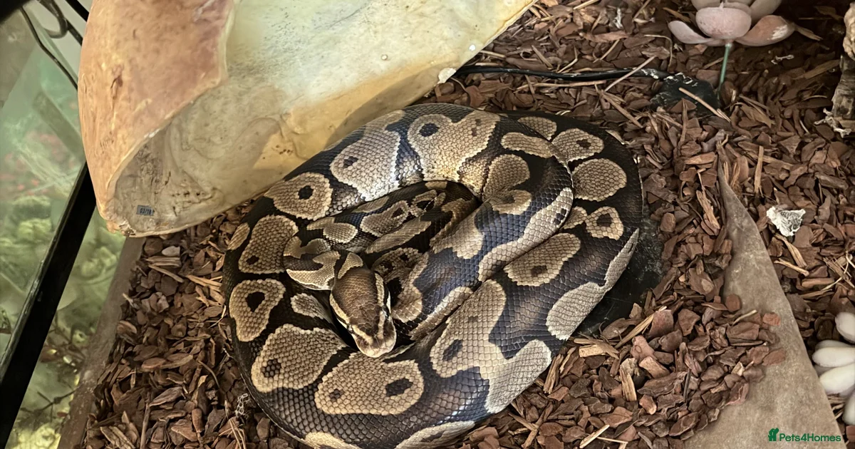 Royal Python Balling Royal python (ball Python) for sale in Woodbridge | Pets4Homes