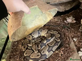 Python Snake reptiles Royal python (ball Python) - Advert 2