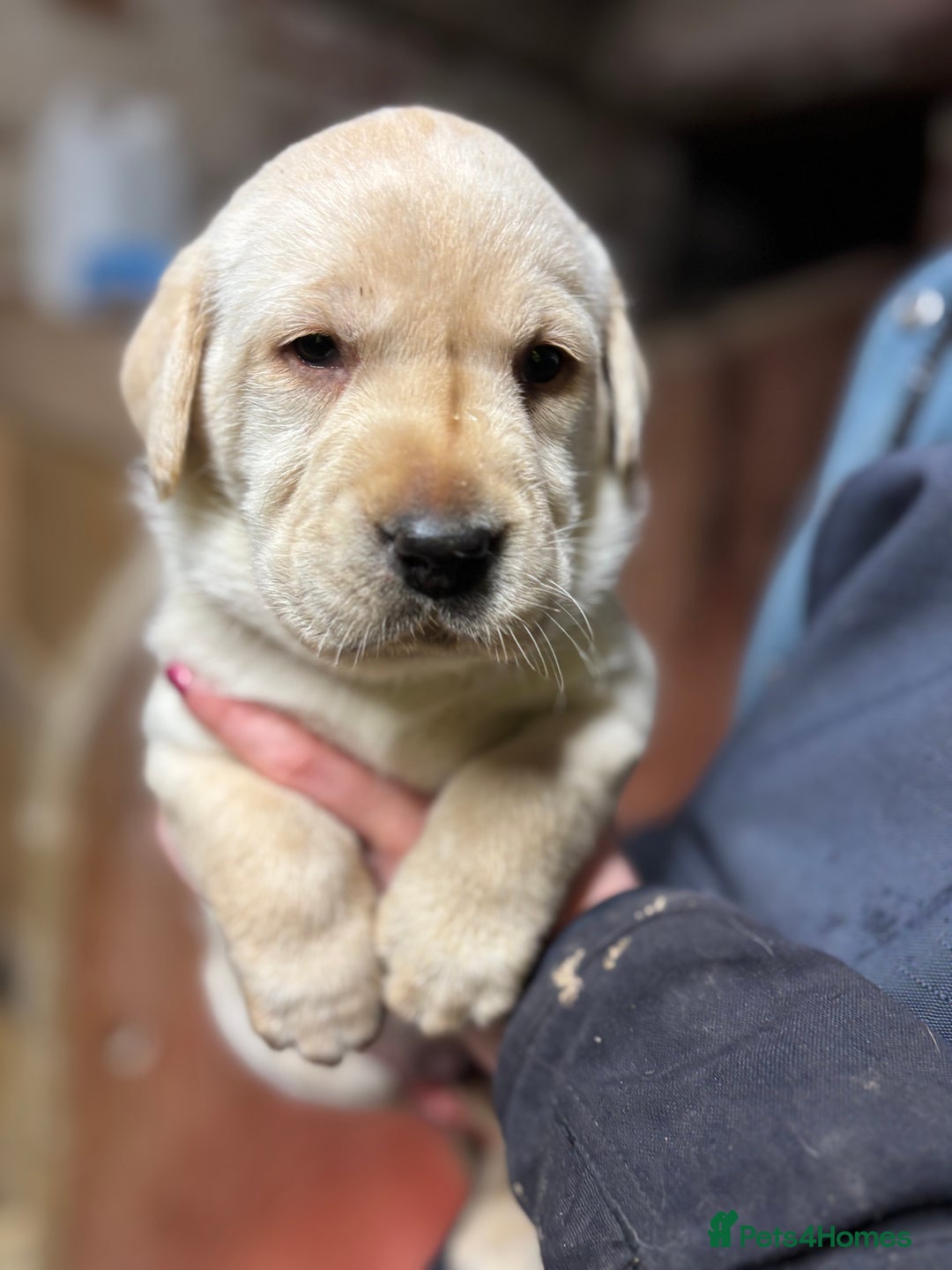 Labrador Retriever dogs for sale: Beautiful health tested Labrador puppies  - Advert 2