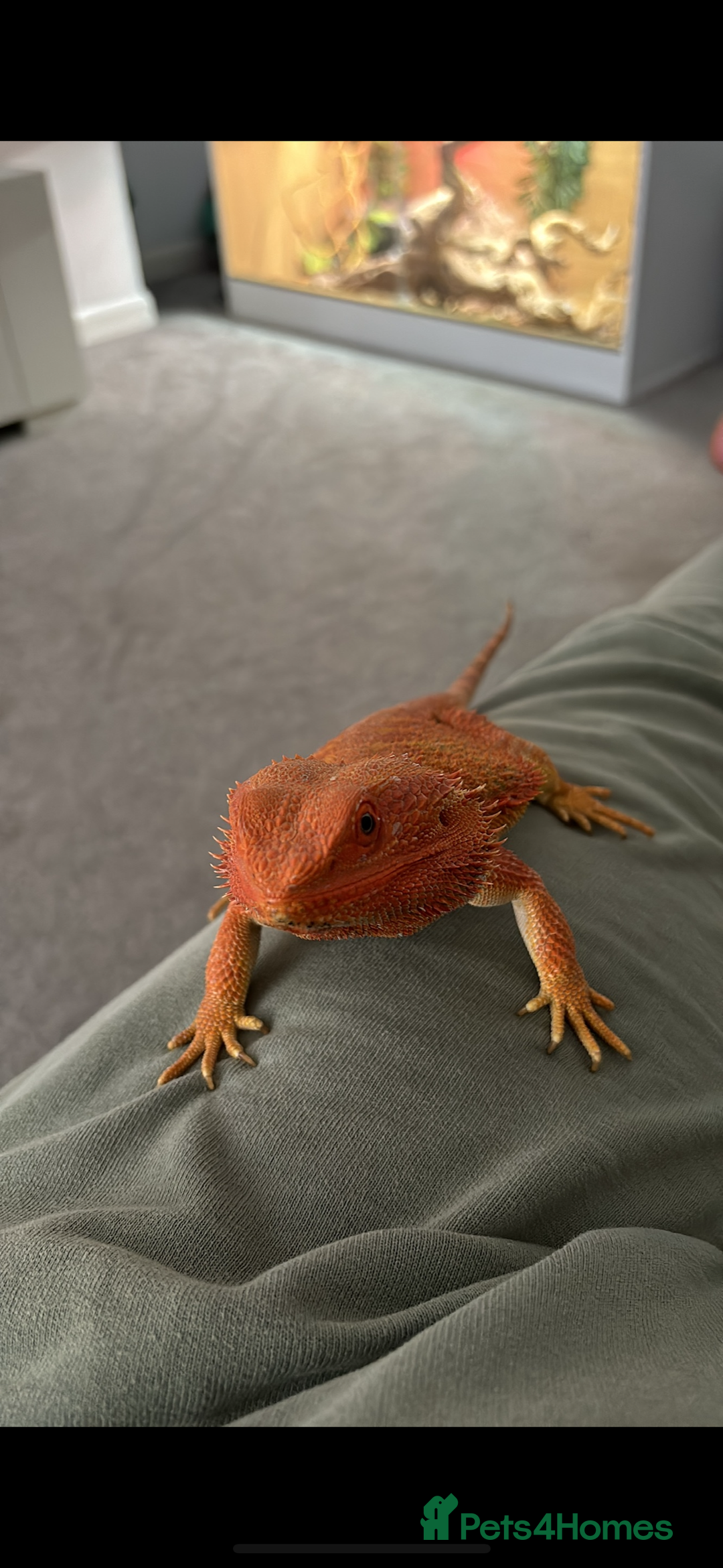 Bearded Dragon reptiles for sale: Super friendly bearded dragon - Image 7