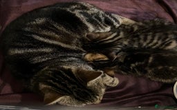 Mixed Breed cats for sale: Beautiful full marble/stripy kittens - Image 2