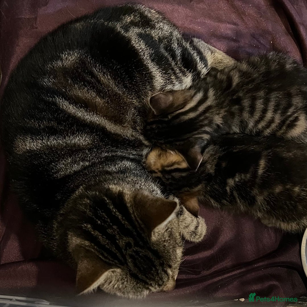 Mixed Breed cats for sale: Beautiful full marble/stripy kittens - Image 2