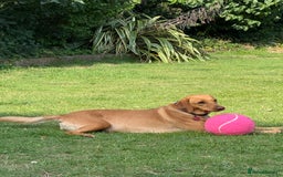 Labrador Retriever dogs for sale: Fox red Labrador puppies due end of November  - Advert 4