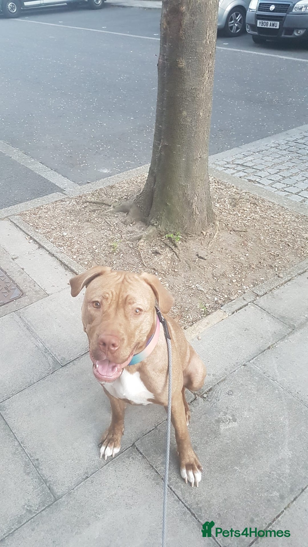 Presa Canario dogs for sale: Presa canario  - Advert 3