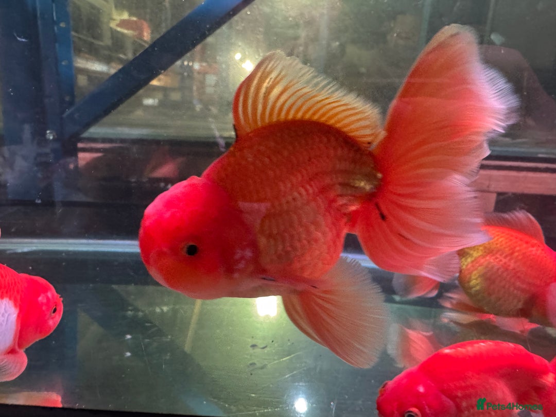 Fancy Goldfish fish for sale: Thai pleated goldfish - Image 19