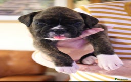 Boxer dogs for sale: KC Boxer Puppies for sale 4 Dogs 2 Bitches - Image 13