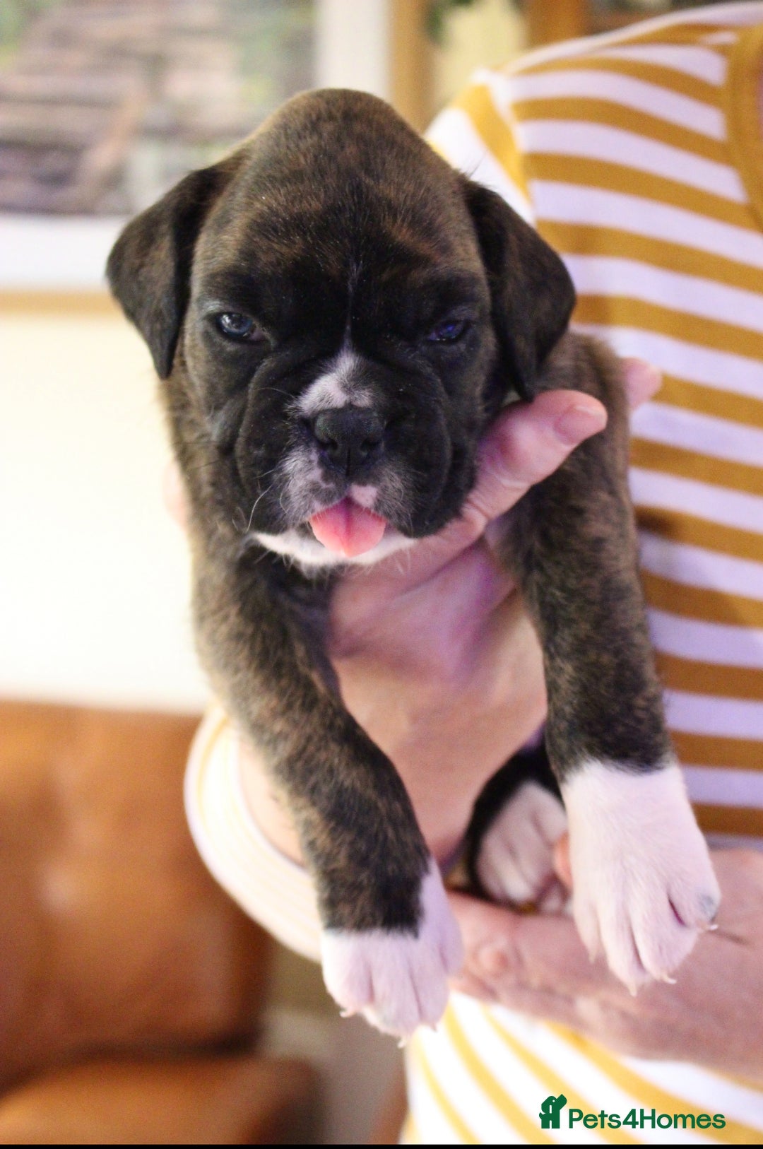 Boxer dogs for sale: KC Boxer Puppies for sale 4 Dogs 2 Bitches - Image 13