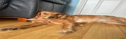 Golden Retriever dogs for sale: FIELD GOLDEN RETRIEVER  - Advert 4