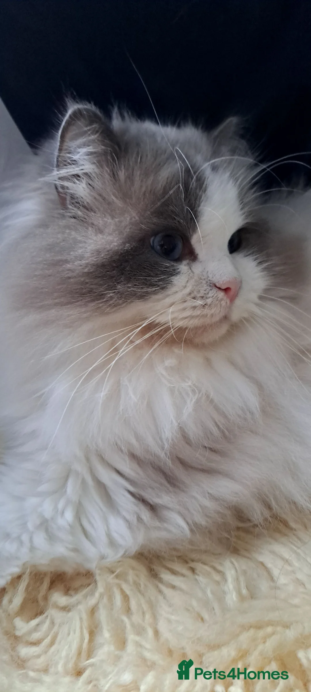 Ragdoll cats for stud: WCF/GCCF Blue Bicolour Ragdoll available for stud in Manchester - Advert 11