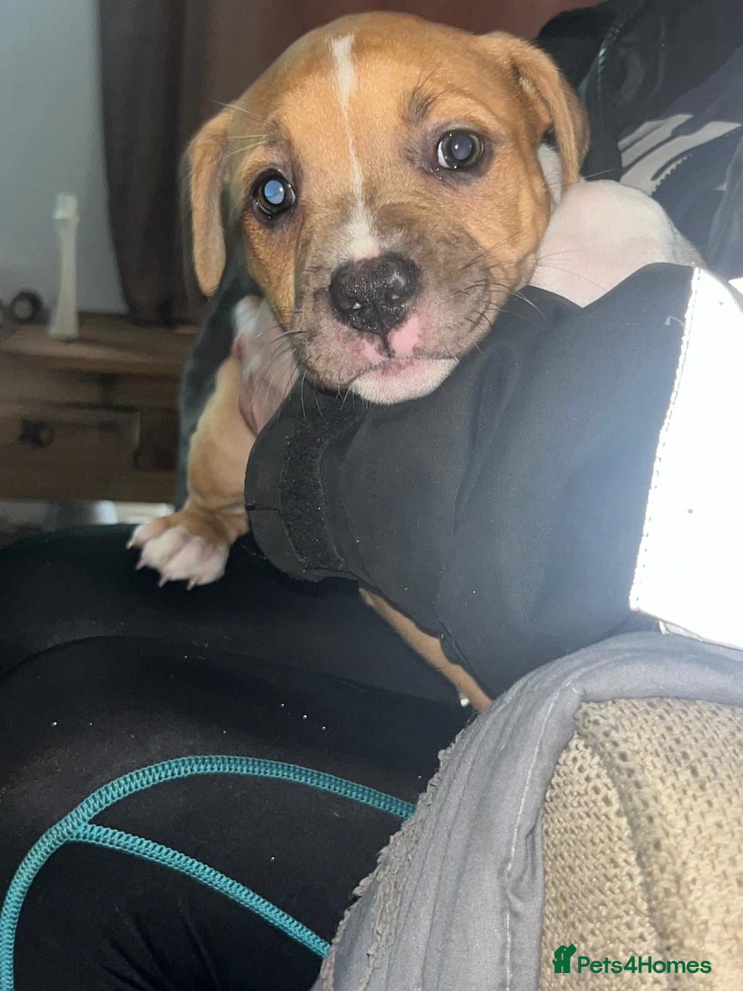 Mixed Breed dogs for sale: Gorgeous litter of puppies red fawn  - Image 10